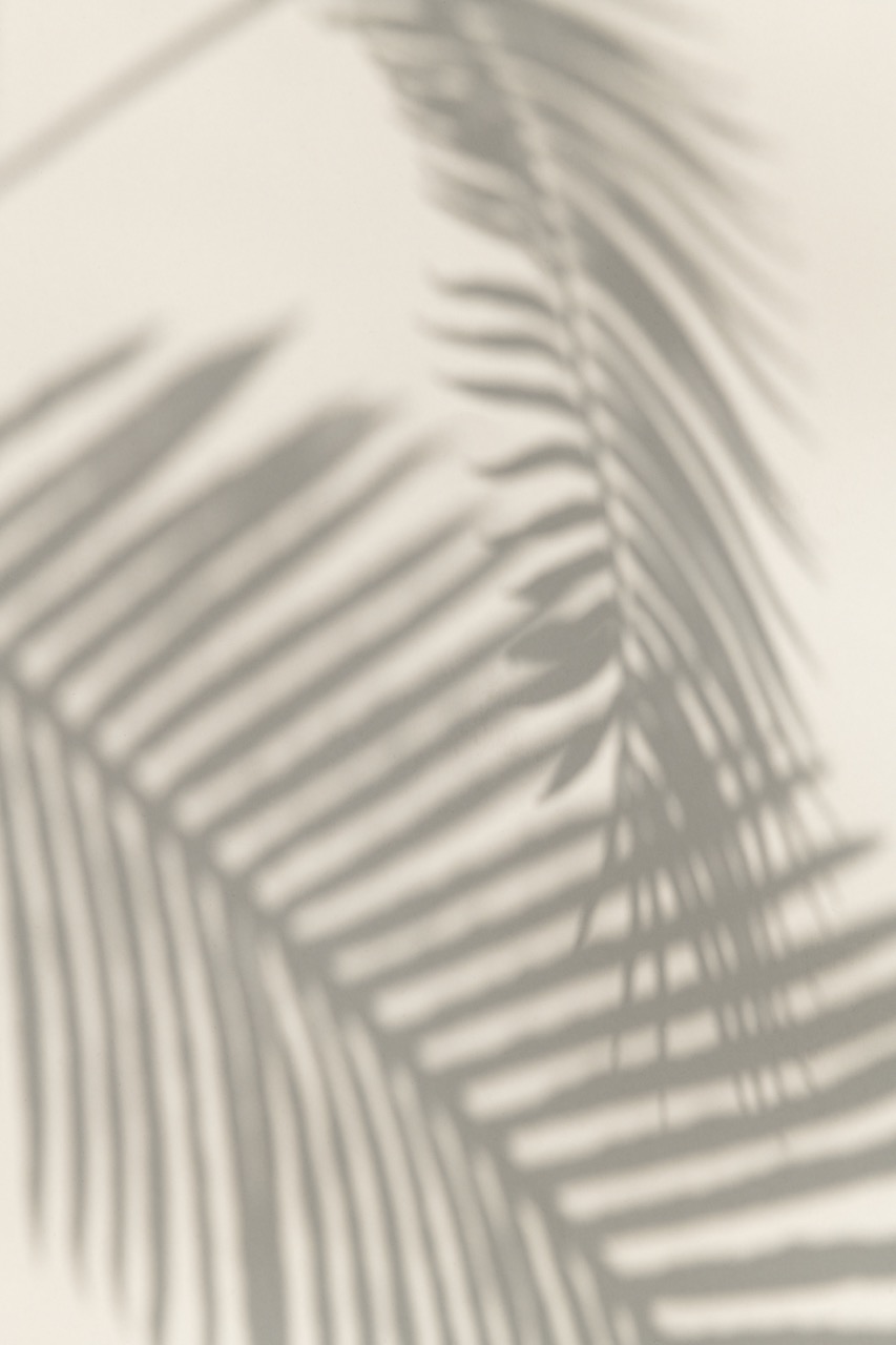 Palm leaf shadow background