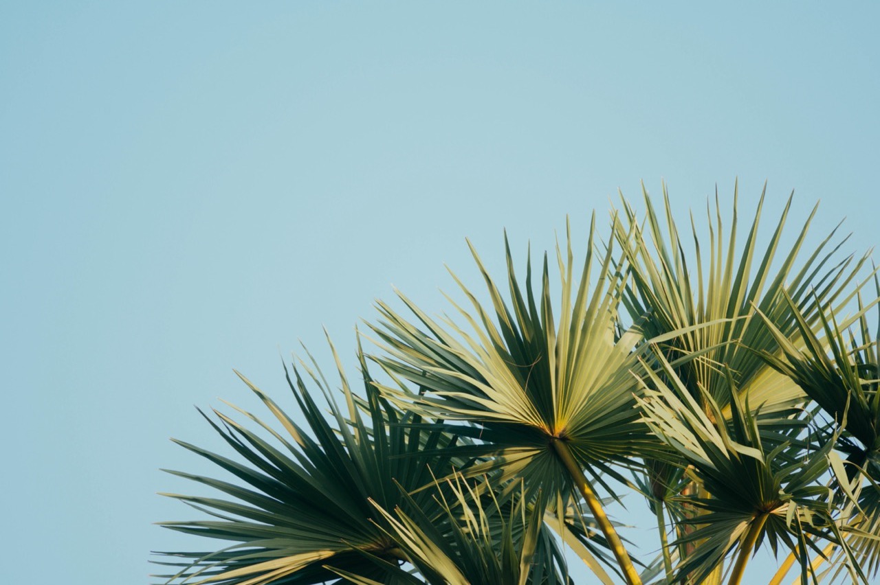 Palm leaves sky background